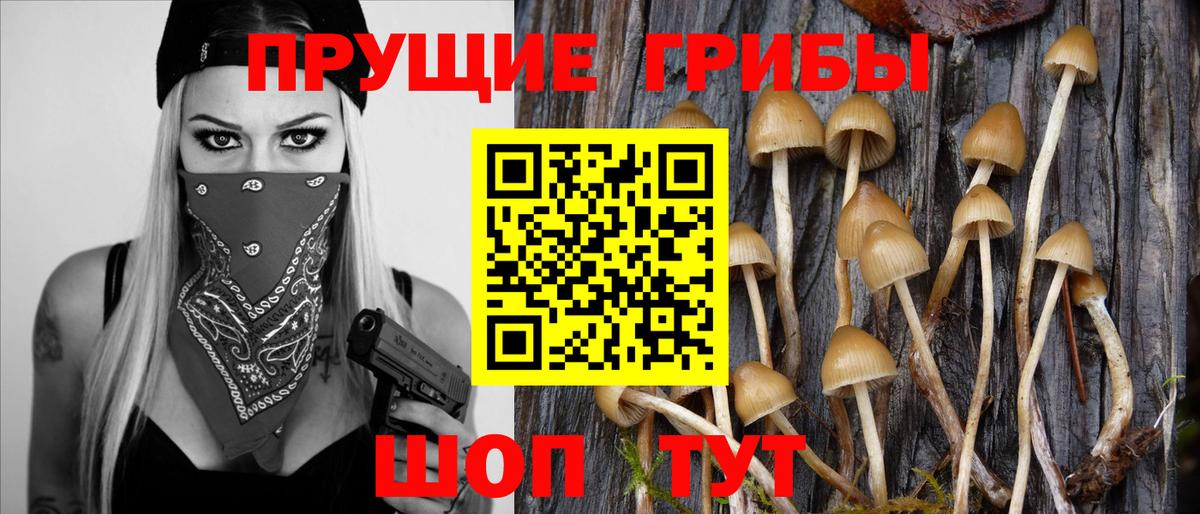 Галлюциногенные грибы Psilocybine cubensis  Вход с VPN  Алейск  Галлюциногенные грибы Psilocybe 